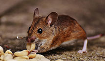 24 Hour & Emergency Exterminators in Kintnersville, PA